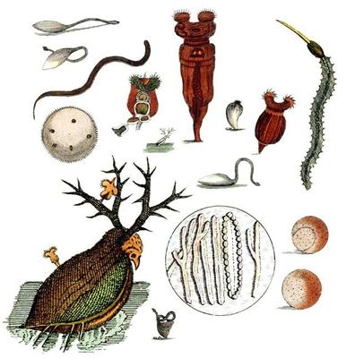 與上帝平起平坐的微生物 生物起源于它，人類未來依靠它